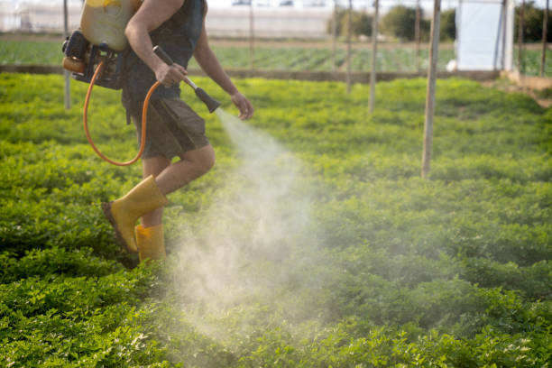 Best Ant Control Services  in Bloomington, TX