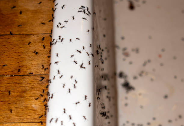 Best Pest Control Near Me  in Bloomington, TX