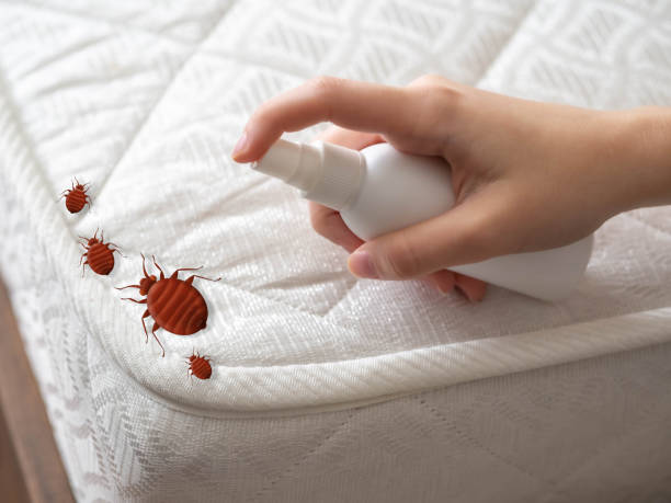 Best Flea Control Services  in Bloomington, TX