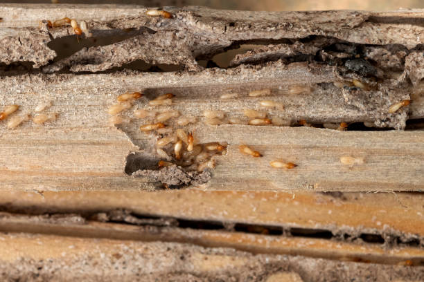 Flea Control Services in Bloomington, TX