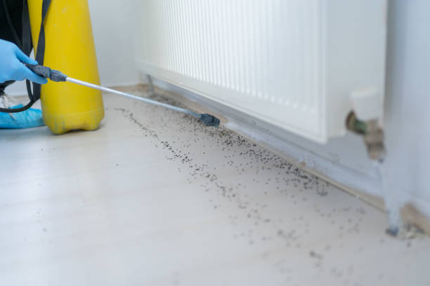 Best Ant Control Services  in Bloomington, TX
